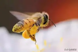 进入夏季，为什么蜜蜂只在早上采粉？别冤枉了蜜蜂！蜜蜂也有苦衷图片