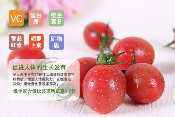 圣女果的好处) | 锁阳号_分享各种的功效与作用及食用方法价格等知识