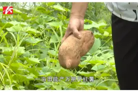 老乡的小康生活：“土坨坨”成脱贫致富路的“香饽饽”视频封面