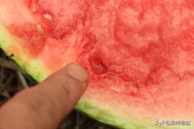 西瓜长成“水晶瓜”，是管理经验不足所致，3种预防方法值得参考图片