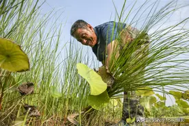 荷花池里一种怪草，生长繁殖率极高，四农民顶烈日进行除草啥情况图片