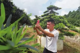 苗木种植户变“主播”，“进军”短视频带货图片