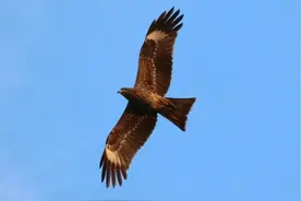 生灵·呼伦贝尔｜传说中的老鹰图片