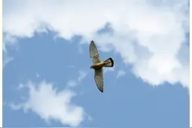 老话“两鸟进家门，不富也添喜”，两鸟指的是哪两鸟？你家有吗图片