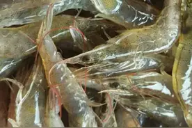 水煮虾总是又老又腥？原来是用错了水，教你做法，虾肉鲜嫩没腥味图片