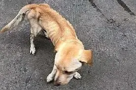 泪目，流浪狗麻麻骨瘦如柴，依然不愿意离开自己的孩子图片