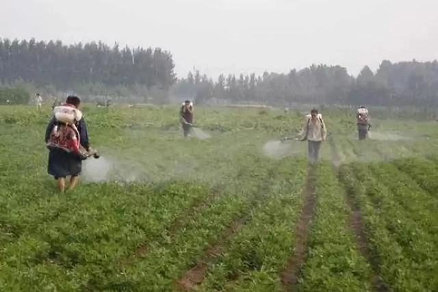 鍏ㄨ惀鍏绘皑鍩洪吀鍙堕潰鑲ワ紝鑷繁鍦ㄥ灏辫兘閰嶏紝涓€瀛ｇ敤3娆＄敤鍚庝骇閲忕炕鍊? onerror=