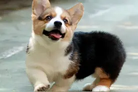 “纯种”柯基和“串串”柯基，谁更值得养？图片