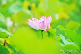 贵州贵阳：花溪十里河滩湿地公园荷花盛开引众人前去观赏图片
