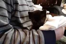 日本老爷爷救回一只被乌鸦攻击的小黑猫，撸猫半年人都变年轻了图片