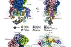 决定精子活性的关键成分被揭开，治疗男性不育的新研究可以安排了图片