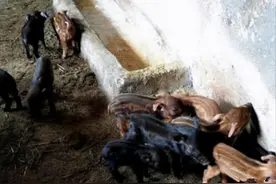 母猪怀孕生了一窝，主人本应该高兴，可看见幼崽后却担心卖不出去图片