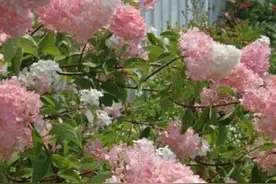 适合栽院子里的5种花，开花漂亮又好养，冬天不怕冻图片