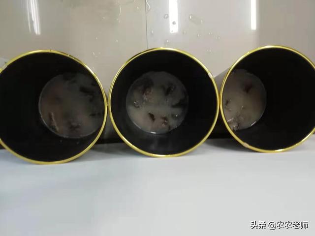 果园没有施有机肥，淋点花生麸液肥吧，用这方法，15天沤好