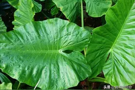 外形与芋头相似，人称“滴水观音”，若遇见请小心，别不当回事！图片