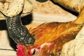 毒蛇咬死的鸡，敢吃吗？南粤菜蛇咬鸡，蛇鸡一窝炖曾风靡一时图片