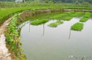 如何增强养殖鱼类的抗应激能力？养殖户须知