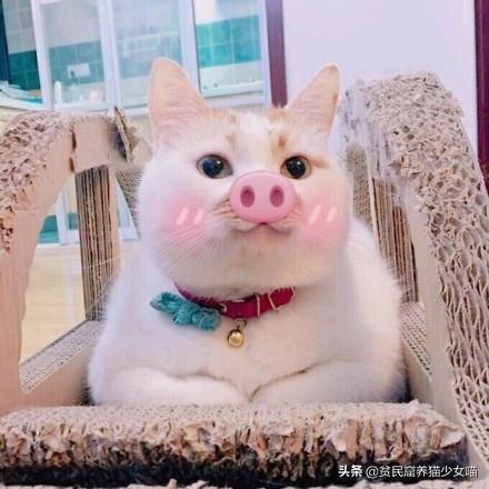 猫不理我怎么办