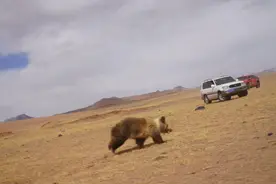 一个人去穿越无人区是什么后果？图片