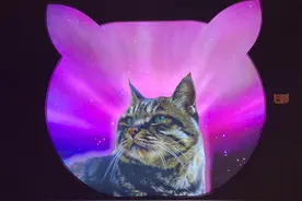在观复博物馆，爱上马未都的猫图片