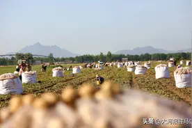 河南驻马店：这里的土豆做薯片，饱韩国、美国、菲律宾人的口福图片