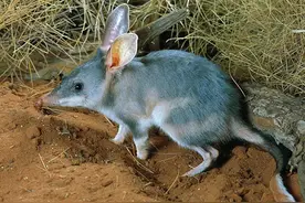 2亿只野兔，200万只野猫，澳洲全境“陷落”，局势为何失控？图片