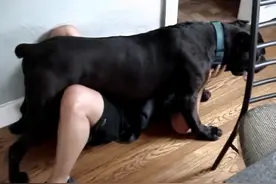 狗狗这些“小标志”，暴露了它在偷偷爱着你图片