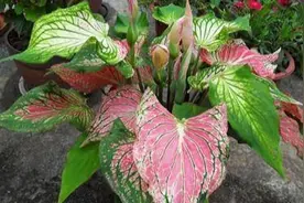 日常家居盆栽花草种植养护系列之——（彩叶芋篇）图片