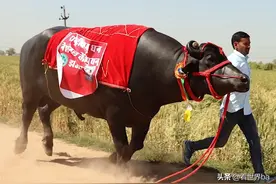 印度神牛身价2300万，配一次种5万，饭后还要来点威士忌图片