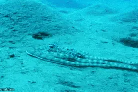 为什么很多科学家都认为章鱼是寒武纪时期降临地球的外星生物？图片