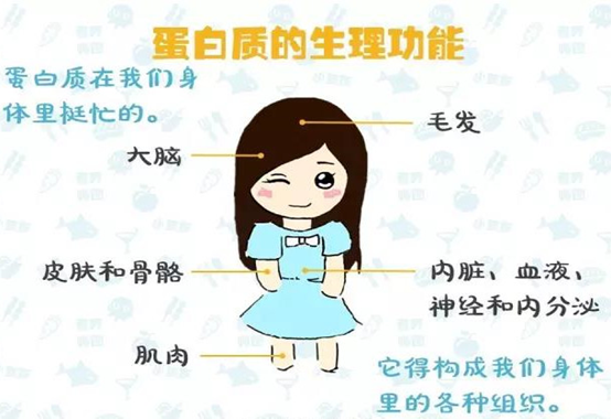 基础代谢——蛋白质的神奇功效