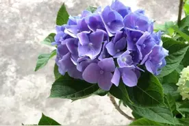 绣球花从花苞到盛花期，千万不要做3点，要不然一年白养无花看图片
