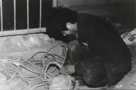 陕西农民偷走3个兵马俑头，在黑市卖了5万元，最后却丢了自己脑袋图片