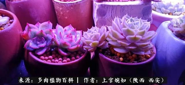 一入肉坑深似海之，我与多肉的不解之缘