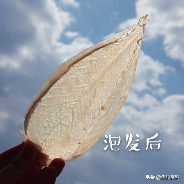 印尼野生花胶 2026年印尼野生白花胶多少一斤 印尼野生花胶 2026年印尼野生白花胶多少一斤