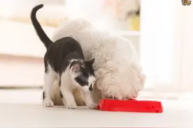 狗狗可以吃猫粮吗？图片