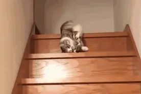 有些猫白天是瘫子，晚上是疯子，分裂了图片