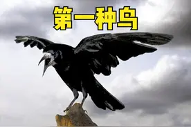 俗语“两鸟进宅，无祸也有灾”，指哪2种鸟？为何进家不好？图片