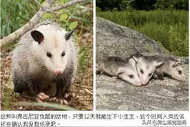 16种动物怀孕周期时间一览图，最长的是人类两倍图片