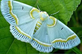 去世的亲人真的会变成飞蛾.蝴蝶类的昆虫回来吗？图片