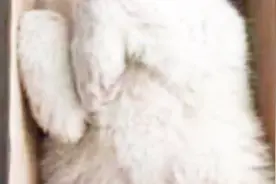 男子把小狗装袋踢到断气，还发视频炫耀，网友看“怒”了视频封面