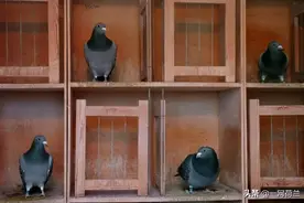 比利时赛鸽拍出逾130万欧元高价图片