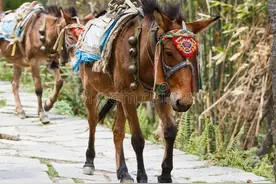 因繁殖方式不同生产出来的骡子，有马骡和驴骡，哪种役用价值更好图片