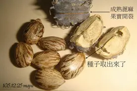 农村随处可见的蓖麻，竟然是生化武器，这究竟是怎么回事？图片