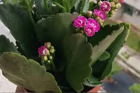 美团里买的花花，个人感觉不错图片