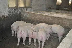 母猪“德式”人工授精技巧，每胎至少多产两头图片