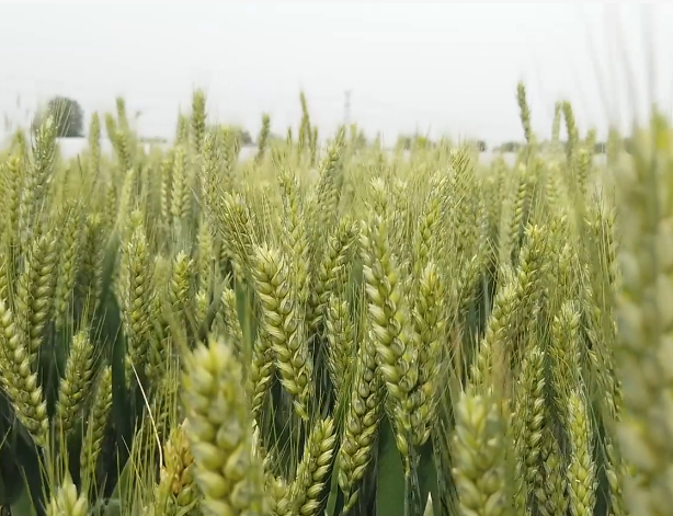 小麦高产管理技巧，农户做好一喷三防，产量有保证