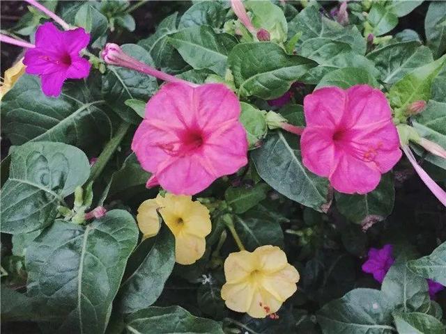 贝拉小蜜蜂草本身体乳