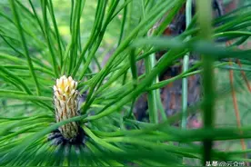 如何用中草药防腐保鲜柑桔？松针保鲜外，再教你11种保鲜措施图片