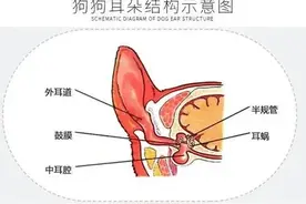 不得耳螨的秘密，狗狗耳朵护理小窍门图片